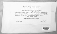 Funalia aspera image